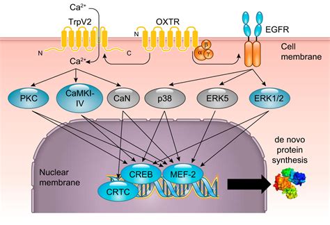 The Oxytocin Receptor: From Intracellular Signaling to Behavior | Physiological Reviews