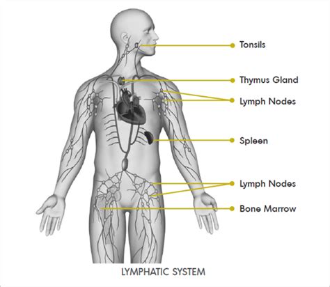 Lymphatic System - Lymphoma Canada