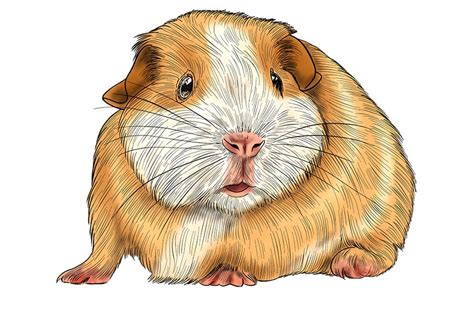 How to Draw a Guinea Pig - Exploring Perspective in a Guinea Pig Sketch