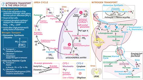 MCAT Biology & Biochemistry: Nitrogen Transport (Glutamine Synthesis, Glucose/Alanine Cycle ...