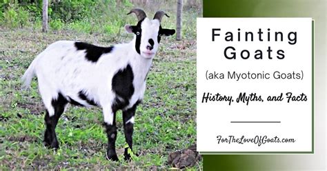 Fainting Goats (aka Myotonic Goats): History, Myths, and Facts