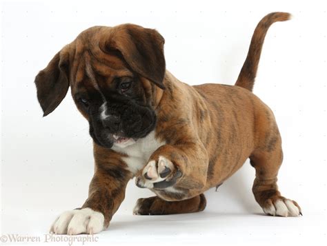 Dog: Boxer puppy, 8 weeks old, playfully raising a paw photo WP38161