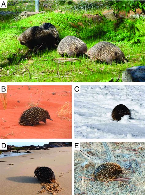 Subset of echidna photos submitted to EchidnaCSI by the public. (A) An... | Download Scientific ...