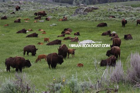 Bison herd - The Urban Ecologist