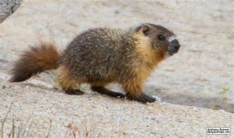 Baby marmot steps out — Weasyl