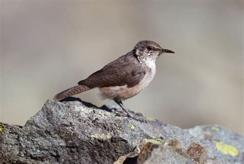 Rock Wren | Audubon Field Guide