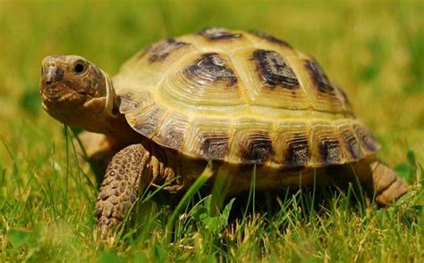 Tortoise found alive after vanishing 10 months ago | Rùa cạn, Rùa, Giấc mơ