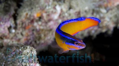 Neon Dottyback - Captive Bred, Size 1.25 - 2.25 inches For Sale (Pseudochromis aldabraensis ...