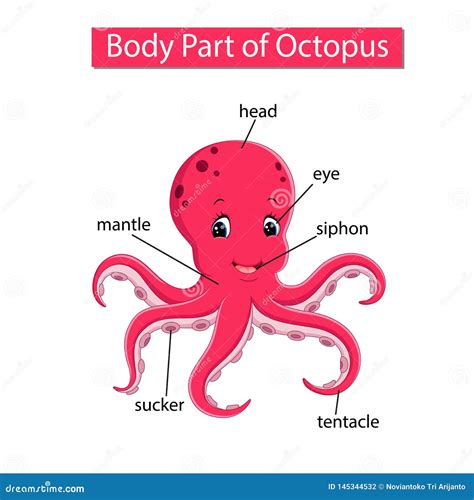 Diagram Showing Body Part of Octopus Stock Vector - Illustration of mantle, drawing: 145344532