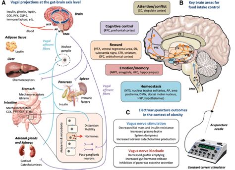 a Schematic representation of the vagal afferent and efferent... | Download Scientific Diagram