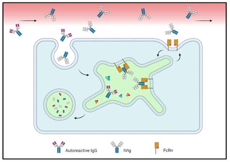 IJMS | Free Full-Text | In Translation: FcRn across the Therapeutic Spectrum