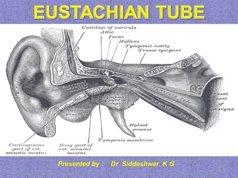 Eustachian tube final PP ANATOMY,EMBRYOLOGY,FUNCTIONS,DYSFUNCTIONS TR…