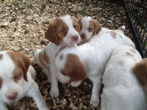 Brittany puppies for Sale in Hamlin, New York Classified ...