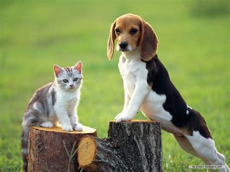 Beagle ~ Top Dog Breeds