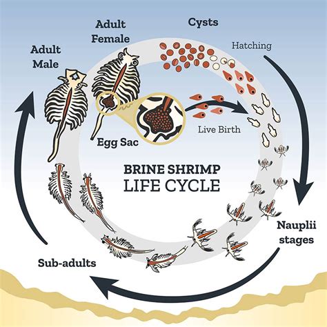 Life Cycle Of Brine Shrimp" Poster For Sale By Funhousejen Redbubble | stickhealthcare.co.uk