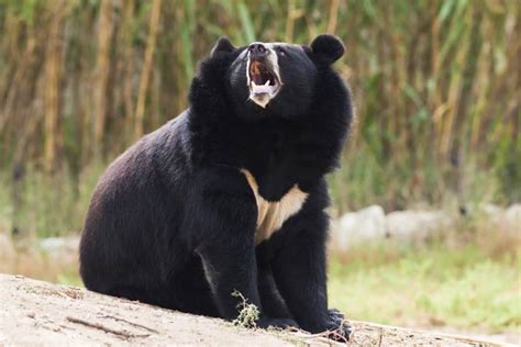 Asian black bear – moon bear | DinoAnimals.com