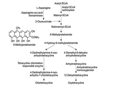 Tetracycline: Production, Biosynthesis, and Mechanism of Action - The ...