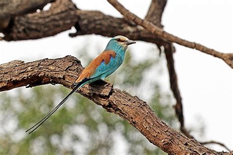 32 Common Birds In Ghana - The Worlds Rarest Birds