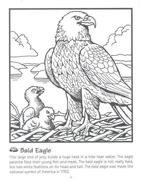 The E For Eagle Coloring Pages - Patricia Sinclair's Coloring Pages