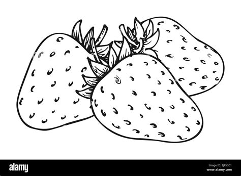 Strawberry group of three berries. Children and adults coloring book page. Whole ripe wild ...