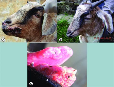 Orf infection in goats. Clinical picture of orf on the oral commissures... | Download Scientific ...