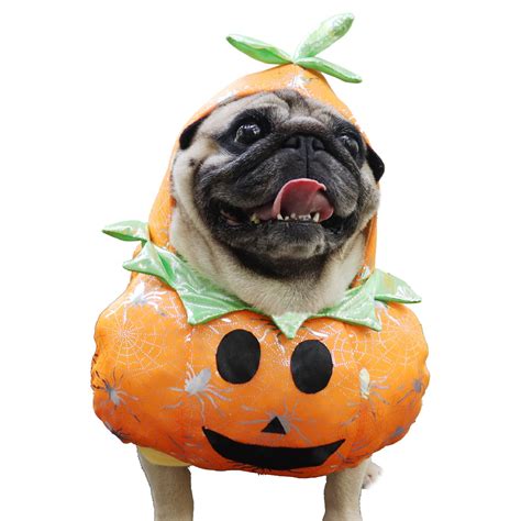 BT Bear Small Dog Pumpkin Outfit,Dog Halloween Pumpkin Costume,Funny ...