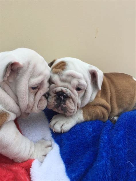 British Bulldog Puppies