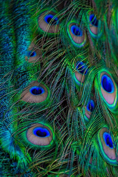 Colorful Peacock Feathers Wallpaper