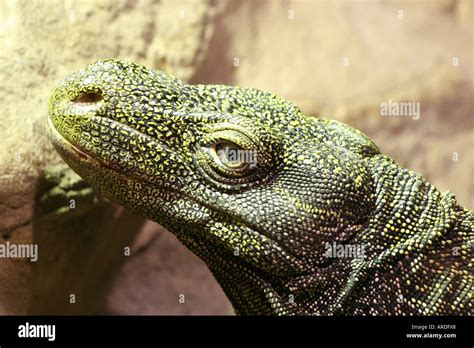 Crocodile Monitor Lizard Stock Photo - Alamy