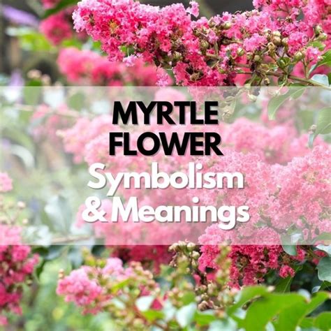 Myrtle Flower: Symbolism, Meanings, and History - Symbol Genie