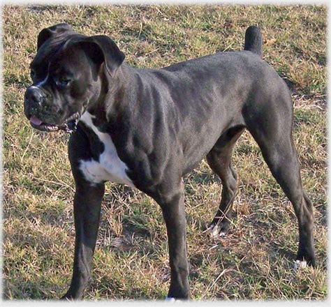 Beagle Boxer: Black And White Boxer Puppies