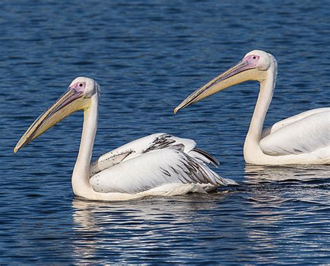 Pelican | San Diego Zoo Safari Park