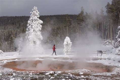 2019 Winter in Yellowstone Photography Tour I - Wildlife Photo Tours by ...