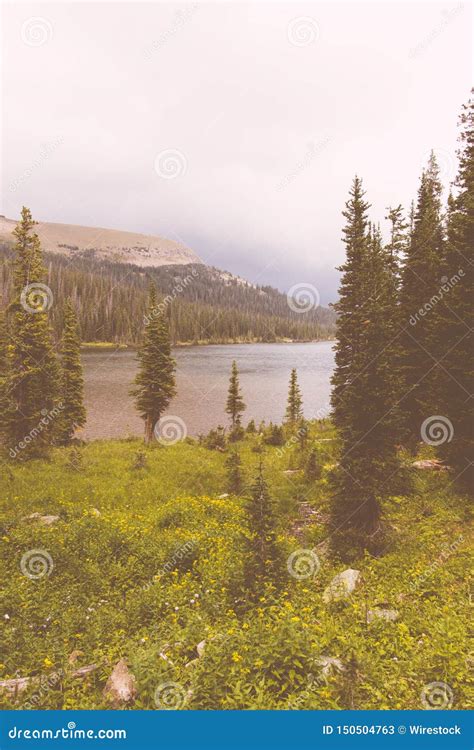 Beautiful Green Field with Pine Trees and a Lake in the Background ...