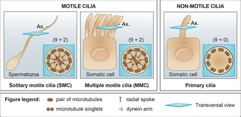 Primary cilia: biosensors of the male reproductive tract - Girardet ...