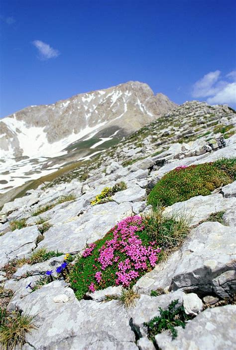 Moss Campion (silene Acaulis Cenisia) Photograph by Bruno Petriglia ...