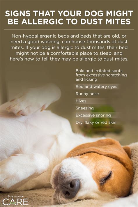 Signs That Your Dog Might Be Allergic to Dust Mites | Dog allergies ...