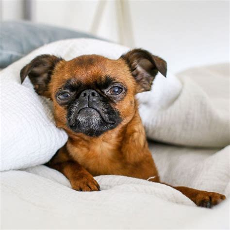 Top 7 Low Energy Hypoallergenic Dogs That Don't Shed 13. Brussels Griffen