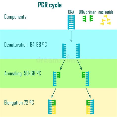 Pcr cycle stages stock vector. Illustration of forensic - 67079997