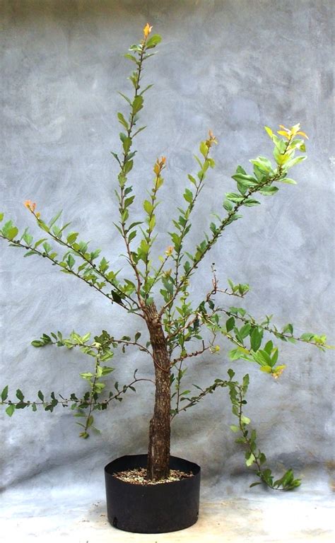 Developing A Green Hawthorn | Bonsai South