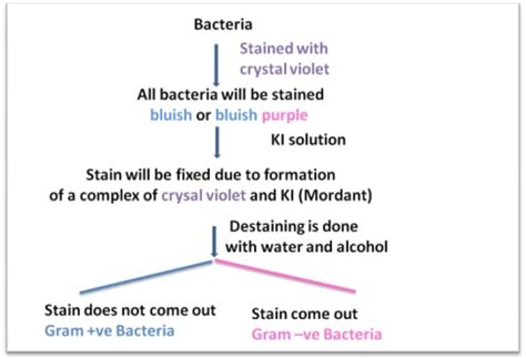 How Gram Stain works? Gram Staining Principle: Step by step procedure ...