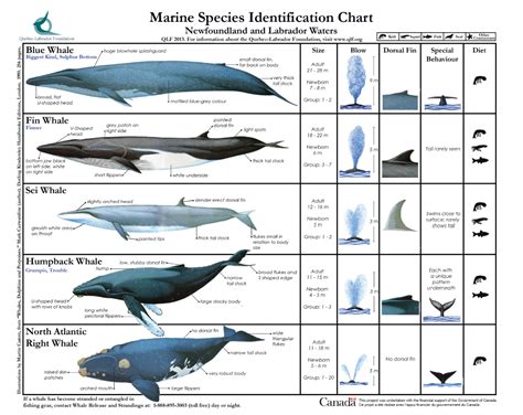 Pin by Fran H on Oceanos | Whale species, Sea mammal, Marine animals