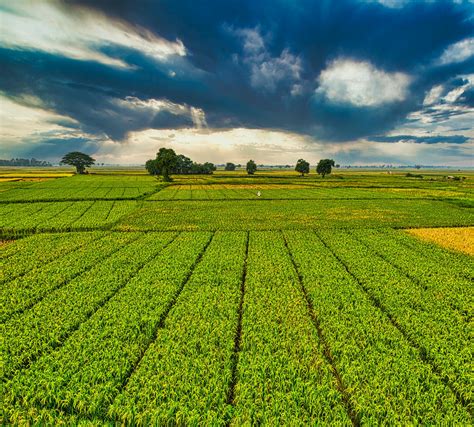 Plantation with green crops growing in agricultural farm · Free Stock Photo