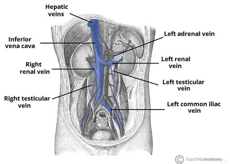 Venous Drainage of the Abdomen - TeachMeAnatomy