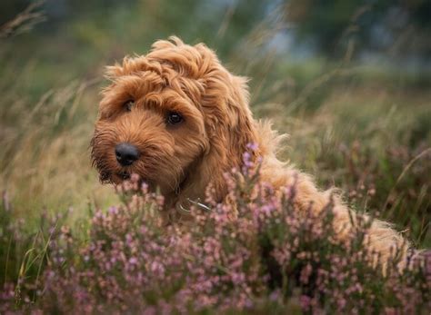 Cocker Spaniel Poodle Mix: What We Love about the Cockapoo