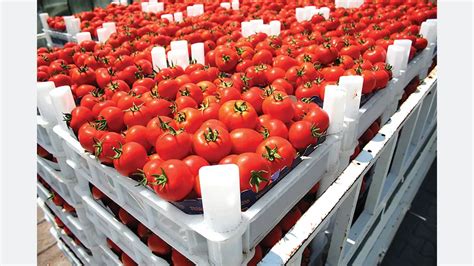 U.S. greenhouse production statistics released - Produce Grower