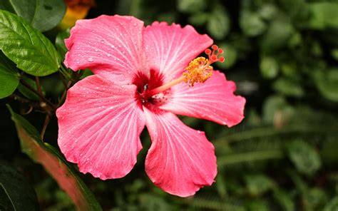 wallpaper: Pink Hibiscus Flower Wallpapers