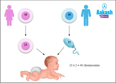 Difference Between Haploid and Diploid in Biology: Definition, Types ...