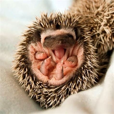 BABY HEDGIE!!! ♥ Hedgehog Day, Pygmy Hedgehog, Cute Hedgehog, Cute Little Animals, Cute Funny ...