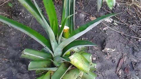 Pineapple Farming Season Two Ep4 : Pruning, Tools, to Growing Slips - YouTube